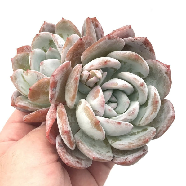 Echeveria 'Ivory' Double Headed Cluster 5" Succulent Plant