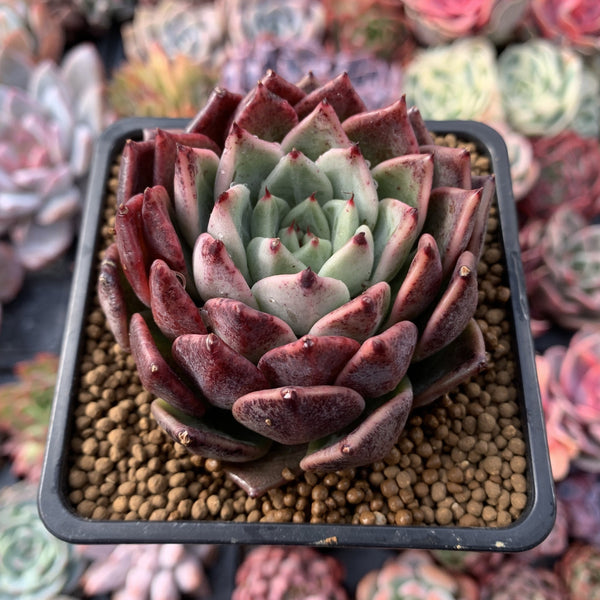 Echeveria 'Zaragosa' X 'Ebony' Hybrid 4" Rare Succulent Plant