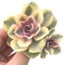 Echeveria 'Rainbow' Variegated 3" Succulent Plant