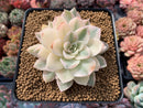 Echeveria 'Anna' Variegated 3"-4" Rare Succulent Plant