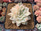 Echeveria 'Anna' Variegated 3"-4" Rare Succulent Plant