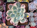 Echeveria 'Secunda' Variegated 4” Rare Succulent Plant