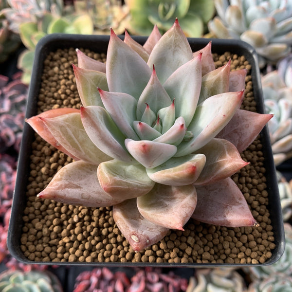 Echeveria 'Giant Purple' 4" Powdery Succulent Plant