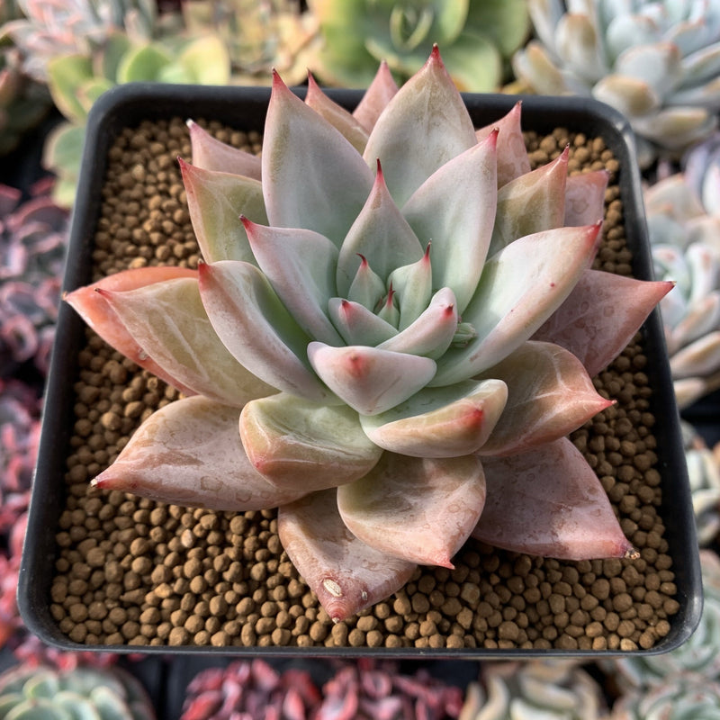 Echeveria 'Giant Purple' 4" Powdery Succulent Plant