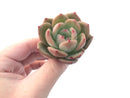 Echeveria 'Monroe Chanel' 2" Succulent Plant