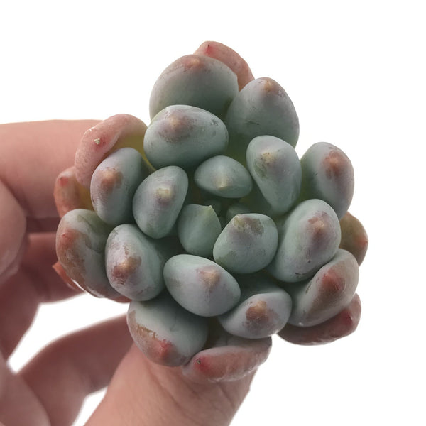 Echeveria 'Angel Finger' 1" Succulent Plant