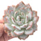 Echeveria 'Orange Monroe' 4" Powdery Succulent Plant