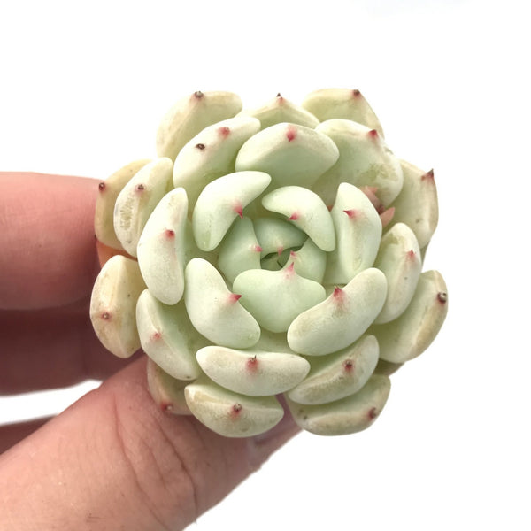 Echeveria sp. 1"-2" Rare Succulent Plant