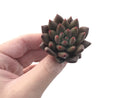 Echeveria Agavoides 'Shooting Star' 1" Succulent Plant