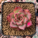 Echeveria Agavoides 'Fire Pillar' 1"-2" Succulent Plant