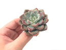 Echeveria 'Amore' 2"-3" Succulent Plant