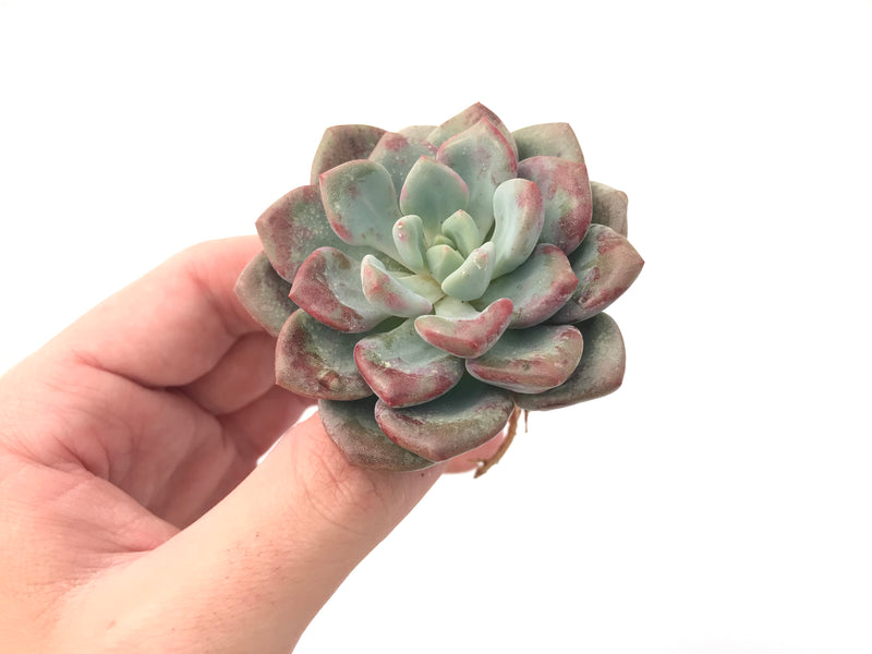 Echeveria 'Amore' 2"-3" Succulent Plant