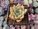 Echeveria Agavoides 'Lydia' 2"-3" Succulent Plant