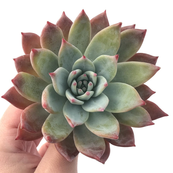 Echeveria 'Colorata Brandtii' 4" Succulent Plant