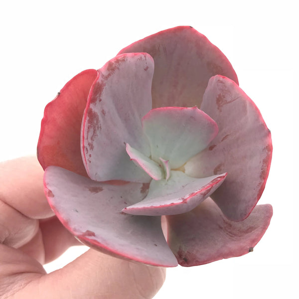 Echeveria Dream and Phantasm 3” Rare Succulent Plant