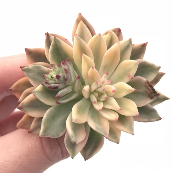 Echeveria Green Emerald Variegated 3” Rare Succulent Plant