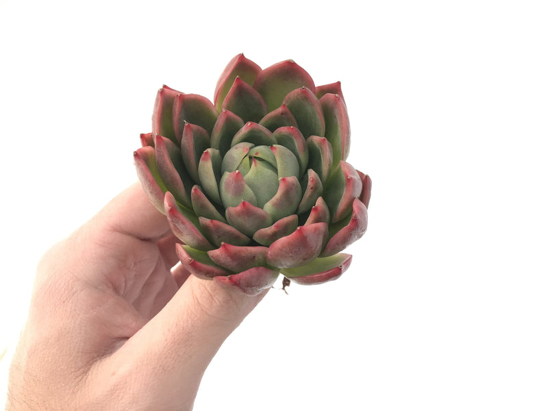 Echeveria Agavoides 'Red Witch' 3" Succulent Plant