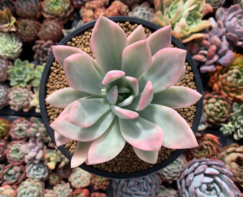 Graptoveria 'Opalina' Variegated 4" Succulent Plant