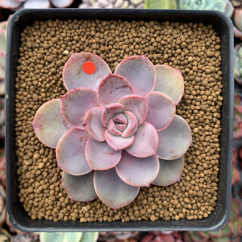 Echeveria Agavoides 'Tinkerbell' 3" Succulent Plant