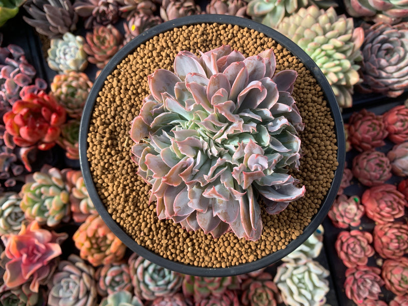 Echeveria 'Trumpet Pinky' Crested 4" Succulent Plant