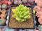 Sedum ‘Alice Evans’ Variegated 2”-3” Rare Succulent Plant