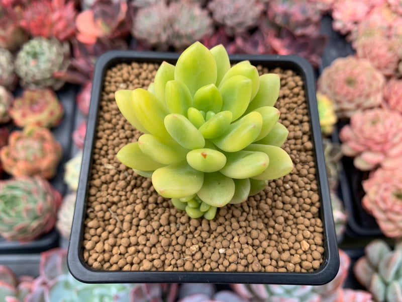 Sedum ‘Alice Evans’ Variegated 2”-3” Rare Succulent Plant