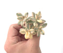 Graptoveria 'TItubans' Cluster Variegated 3" Succulent Plant