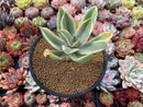 Graptoveria 'Fred Ives' Variegated 4" Succulent Plant