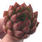 Echeveria Agavoides 'Almond' 1" New Hybrid Succulent Plant