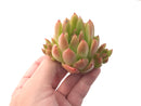 Echeveria Agavoides 'Pink Maria' Hybrid 4" Succulent Plant