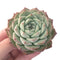 Echeveria 'Helena' 3" Hybrid Succulent Plant