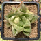 Haworthia 'Cymbiformis' Variegated 3" Succulent Plant