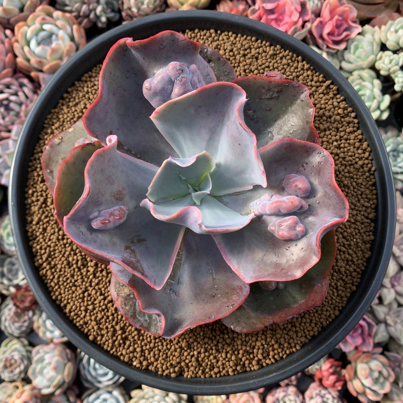 Echeveria 'Frill' sp. 6"+ Large Succulent Plant