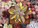 Graptoveria 'Fred Ives' Variegated 4" Succulent Plant