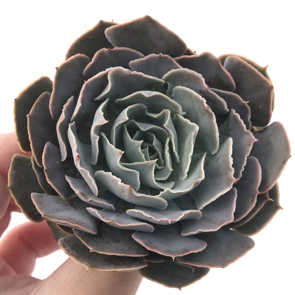 Echeveria 'Shaviana' 3" Succulent Plant