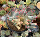 Cotyledon 'Orbiculata' Variegated 6" Very Large Succulent Plant