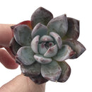 Echeveria 'Black Sabbath' 1" Succulent Plant