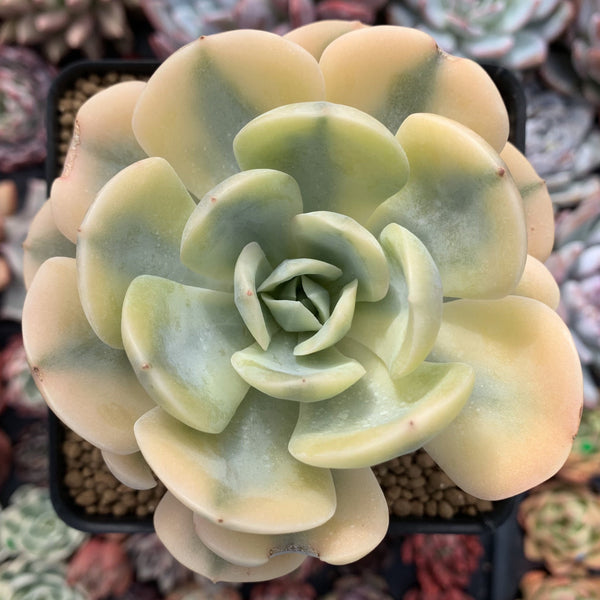 Echeveria Runyonii Variegated (Aka Echeveria 'Akaihosi' Variegated) 5" Succulent Plant