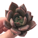 Echeveria Agavoides 'Baekya' 2"-3" Succulent Plant