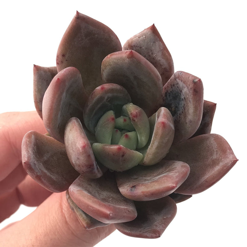 Echeveria Agavoides 'Baekya' 2"-3" Succulent Plant