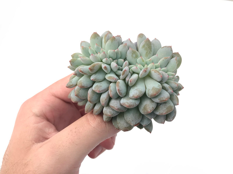 Echeveria 'Orange Monroe' Crested 4" Powdery Succulent Plant