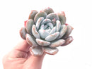 Echeveria Ivory 3”-4” Rare Succulent Plant