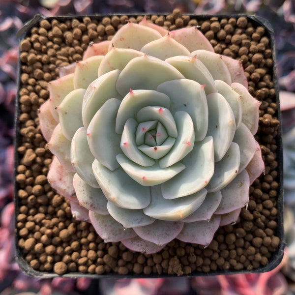 Echeveria 'Beads of Dew' 2" New Hybrid Powdery Succulent Plant