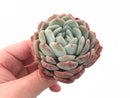 Echeveria ‘Yusuke’ 3” Rare Succulent Plant