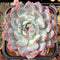 Echeveria 'Orange Monroe' 4"-5" Extra Large Succulent Plant