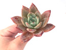 Echeveria Agavoides 'Baekya' 3"-4" Succulent Plant