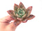 Echeveria Agavoides 'Baekya' 3"-4" Succulent Plant