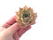 Echeveria Agavoides sp. 2"-3" Succulent Plant