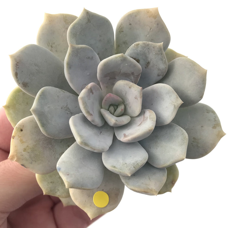 Echeveria 'Tiramisu' 3" Powdery Succulent Plant