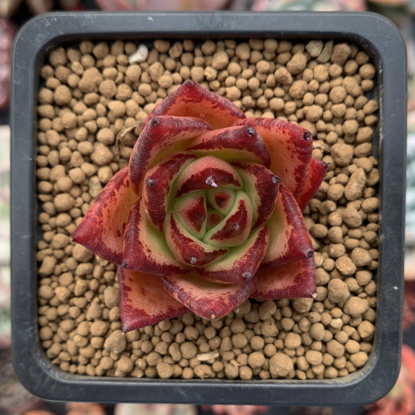 Echeveria Agavoides 'Ebony' Selected Clone 1" Succulent Plant